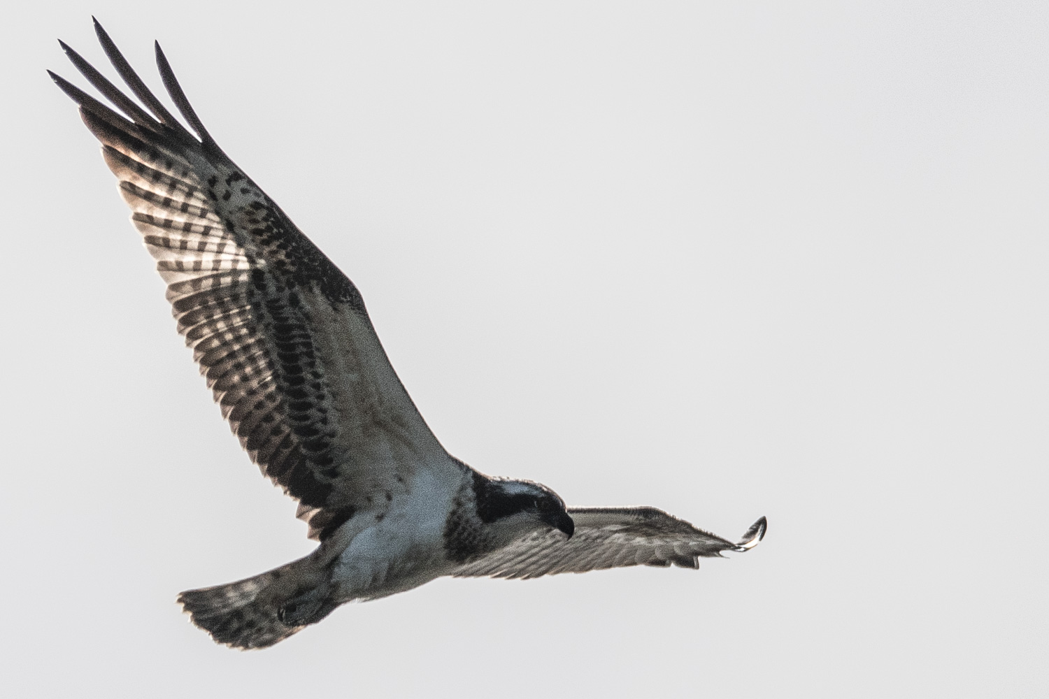 Balbuzard Pêcheur (Osprey, Pandion Haliaetus) en action de pêche au dessus du Dépôt 54  de la Réserve Naturelle de Mont-Bernanchon, Hauts de France.